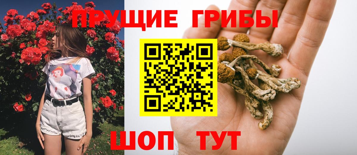 Псилоцибиновые грибы Cubensis  Вход с VPN  Псилоцибиновые грибы Psilocybe  Нижнеудинск 